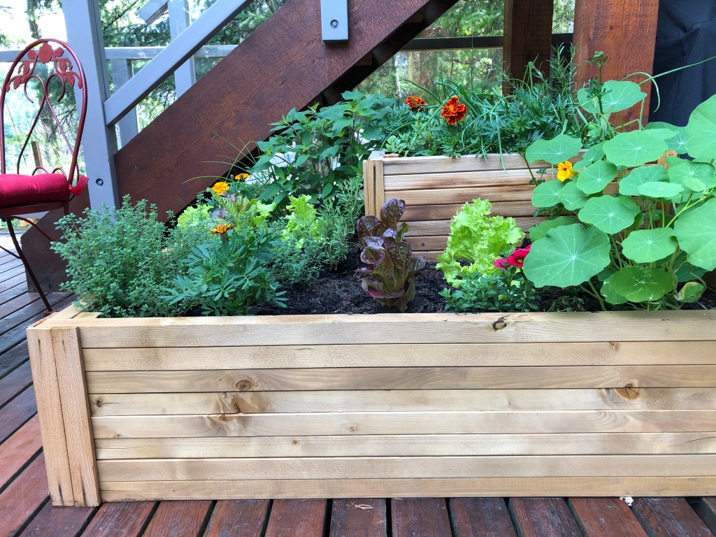 Raised cedar beds