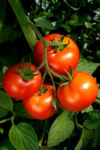 Caiman tomatoes